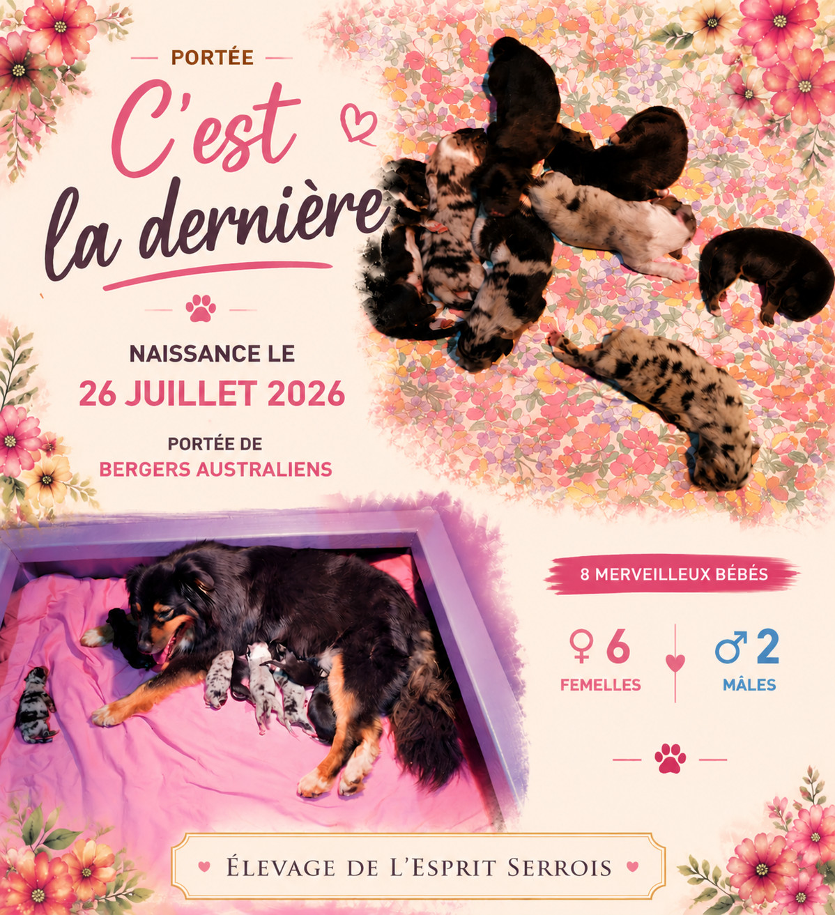 Portée " C'est la dernière"