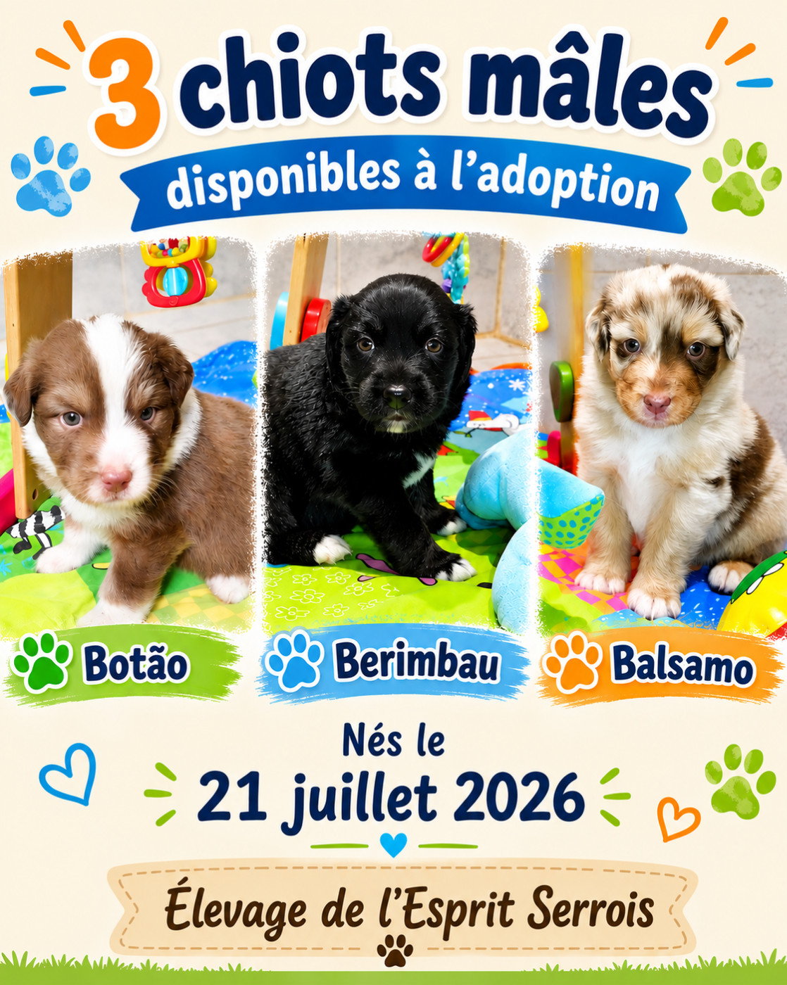 Chiots à la recherche de leurs familles