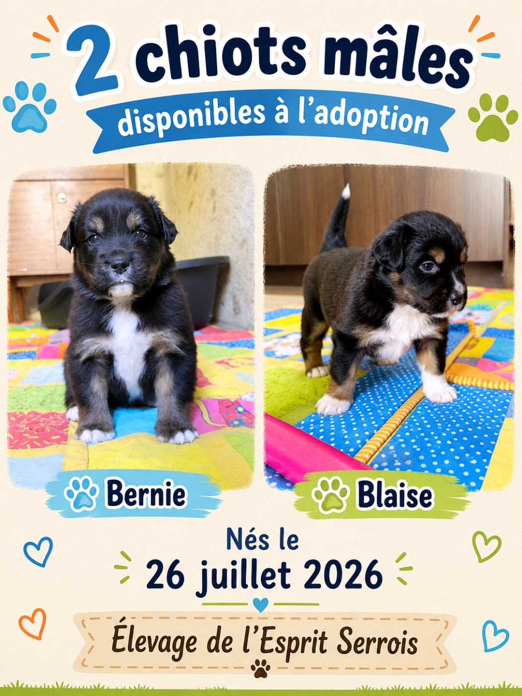 Chiots disponibles à la réservation, Portée du 26 juillet