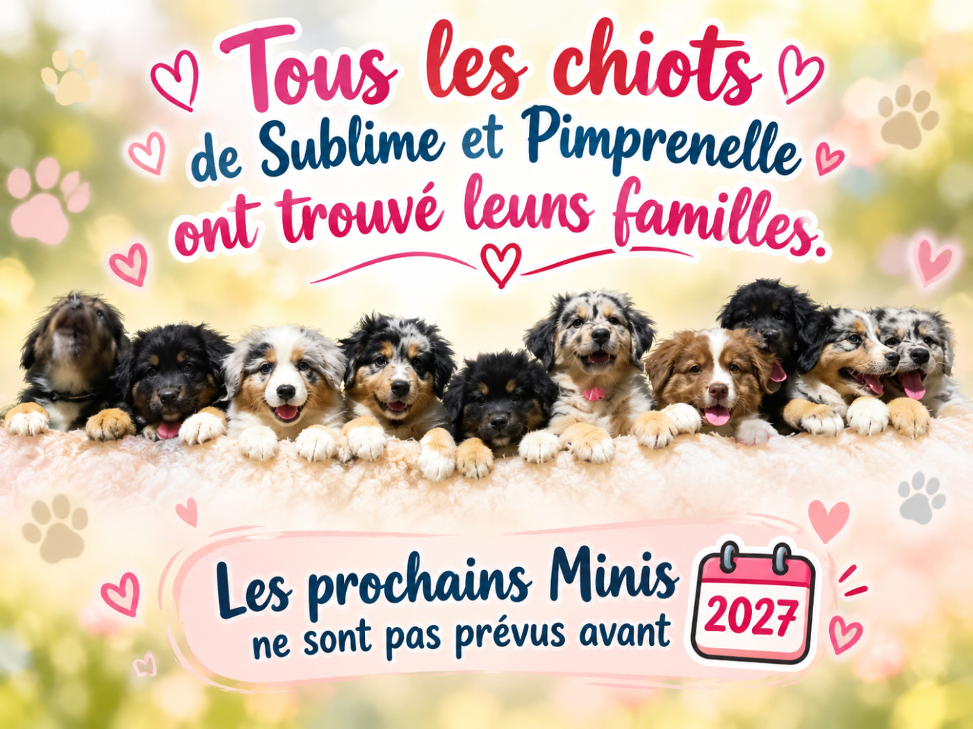 Tous les chiots ont trouvé leurs familles