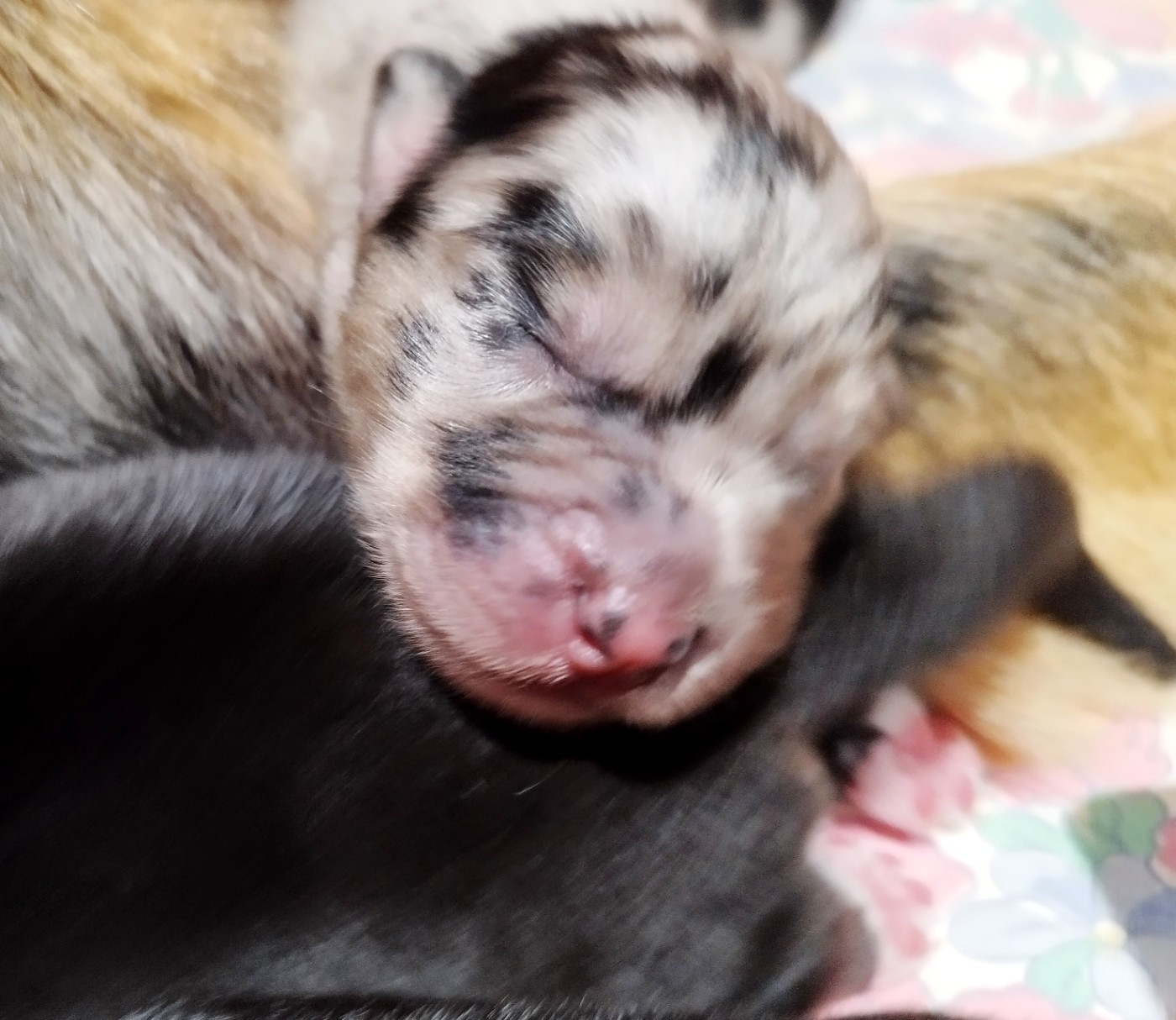 De L'Esprit Serrois - Chiots disponibles - Berger Australien