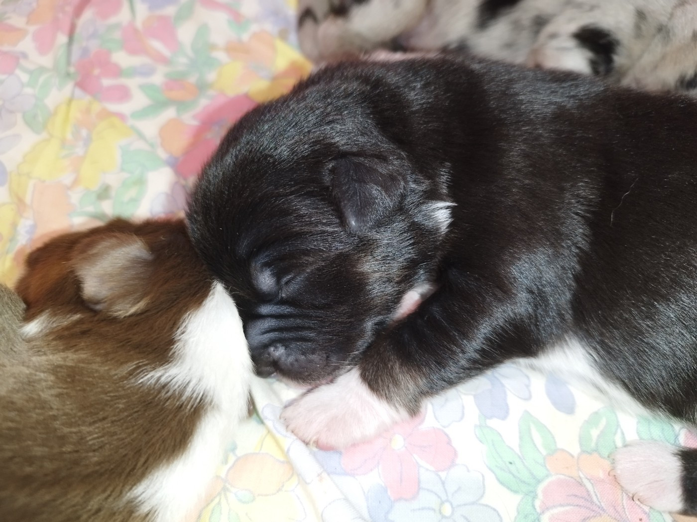 De L'Esprit Serrois - Chiots disponibles - Berger Australien