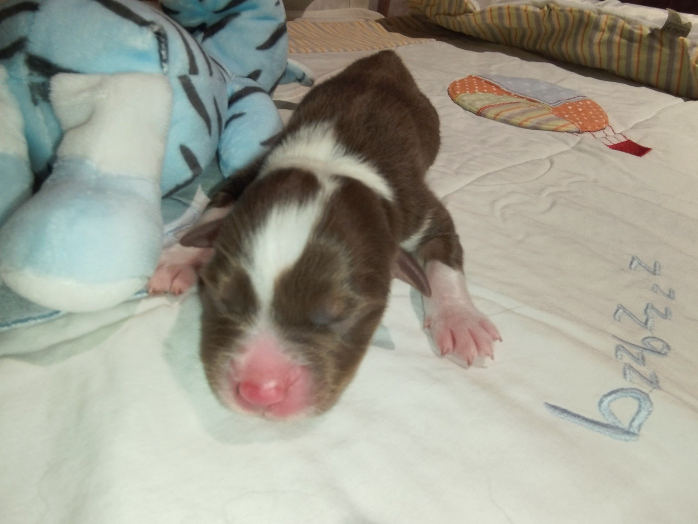 De L'Esprit Serrois - Chiots disponibles - Berger Australien