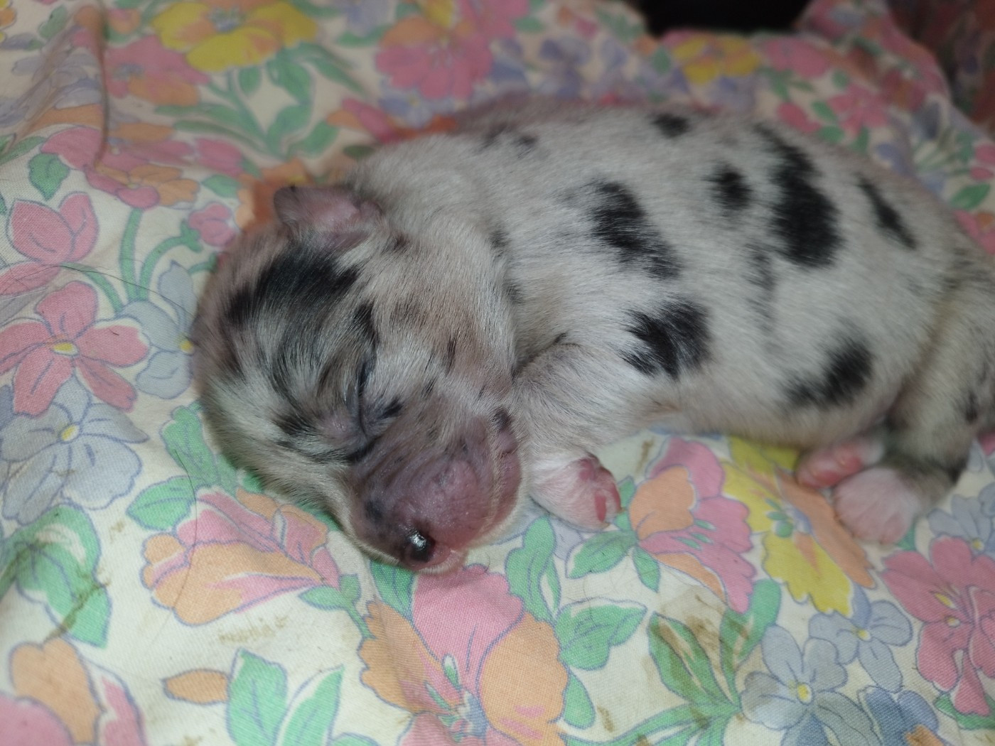 De L'Esprit Serrois - Chiots disponibles - Berger Australien