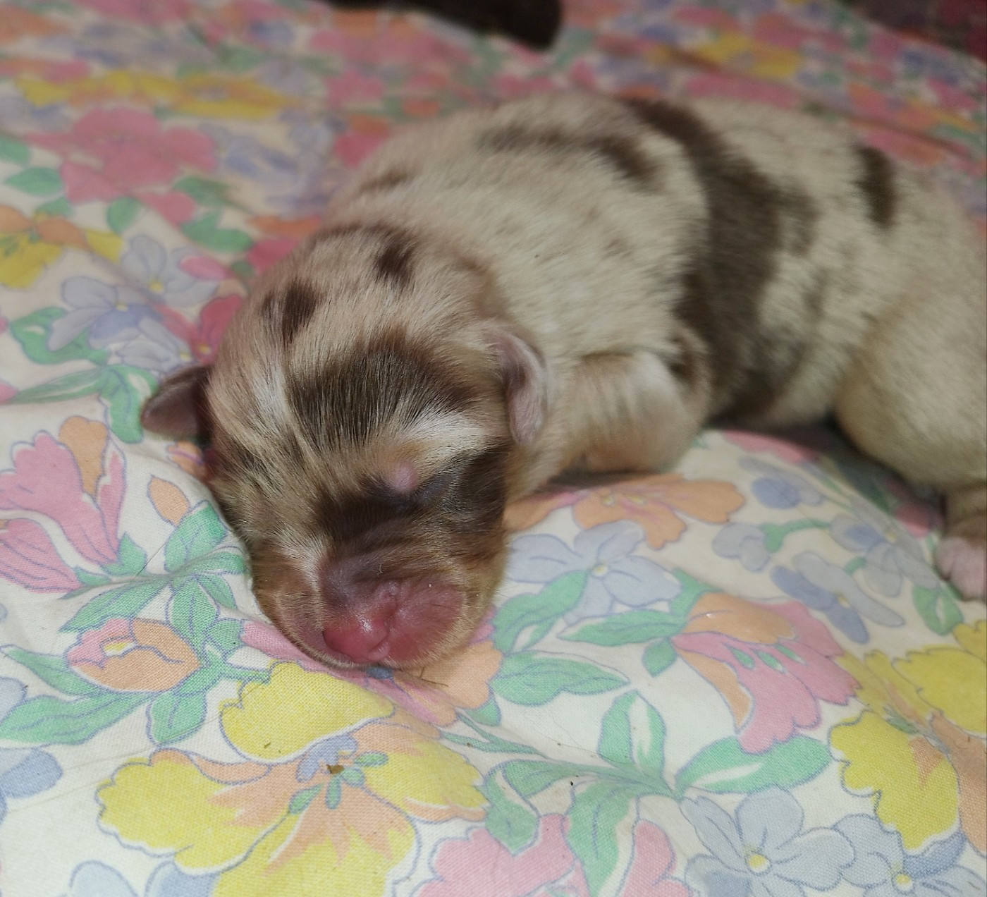 De L'Esprit Serrois - Chiots disponibles - Berger Australien