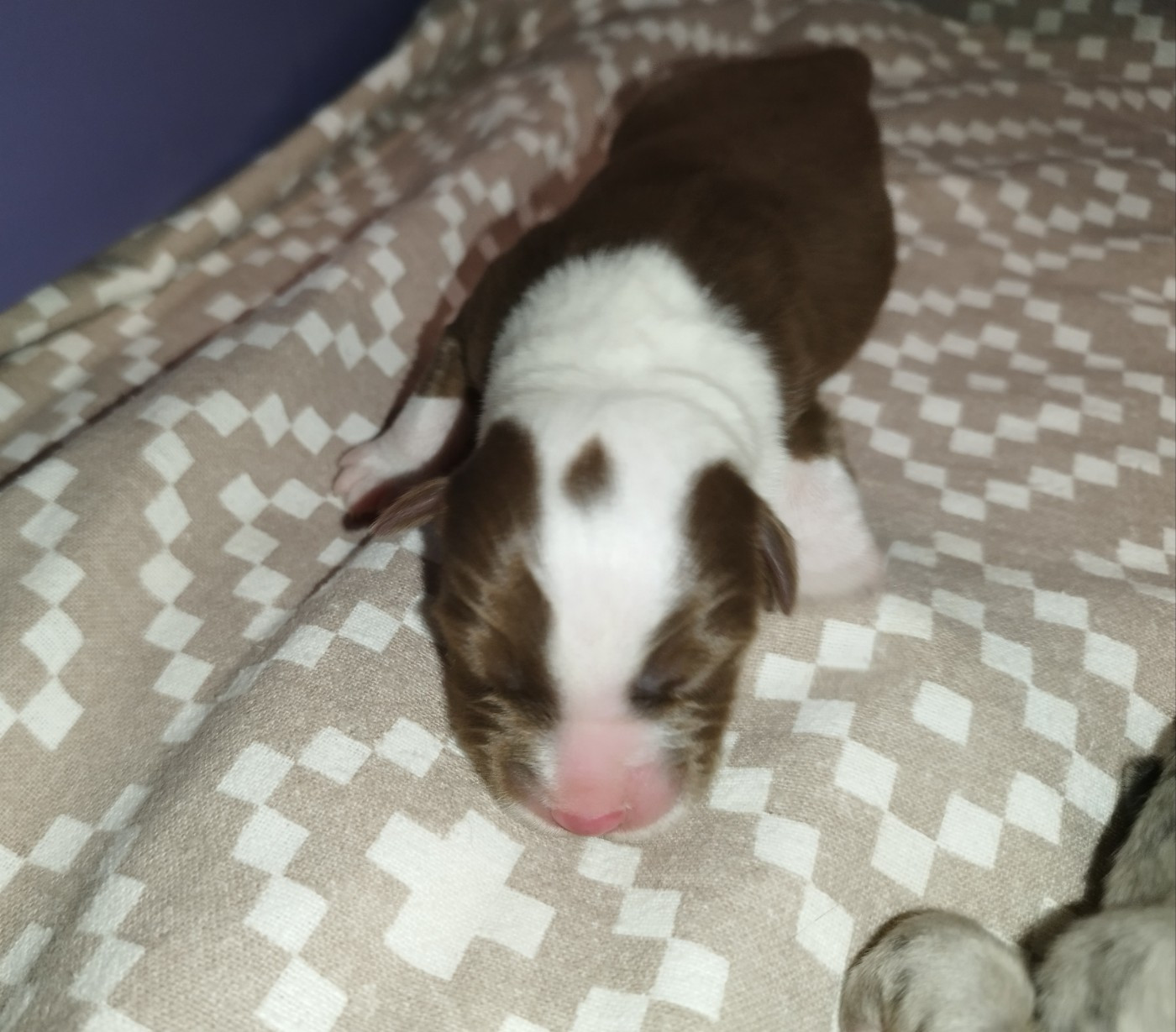 De L'Esprit Serrois - Chiots disponibles - Berger Australien