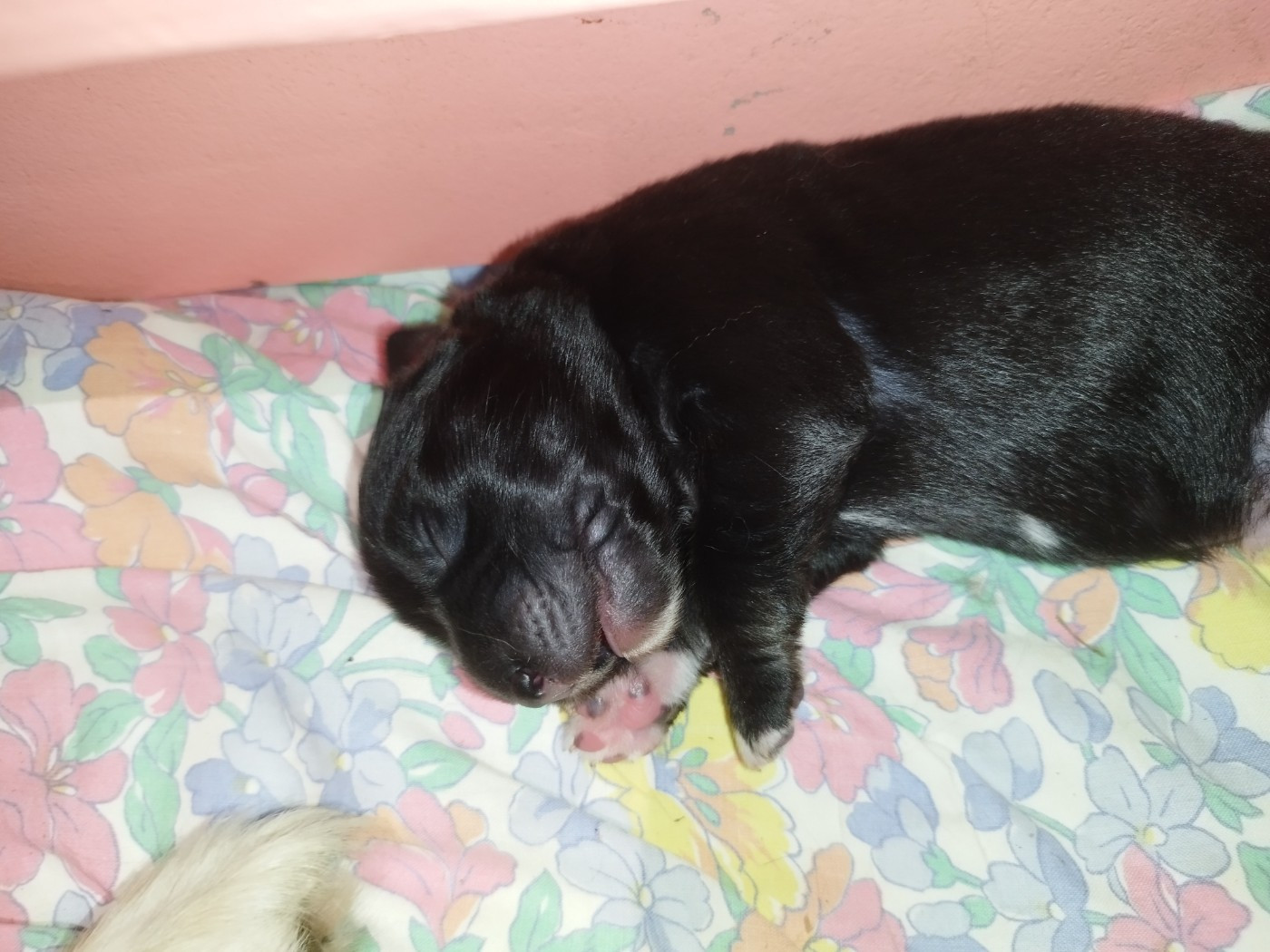 De L'Esprit Serrois - Chiots disponibles - Berger Australien
