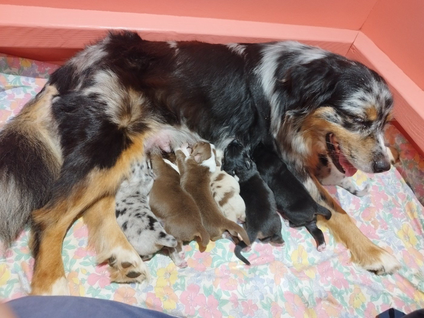 Chiot Berger Australien De L'Esprit Serrois