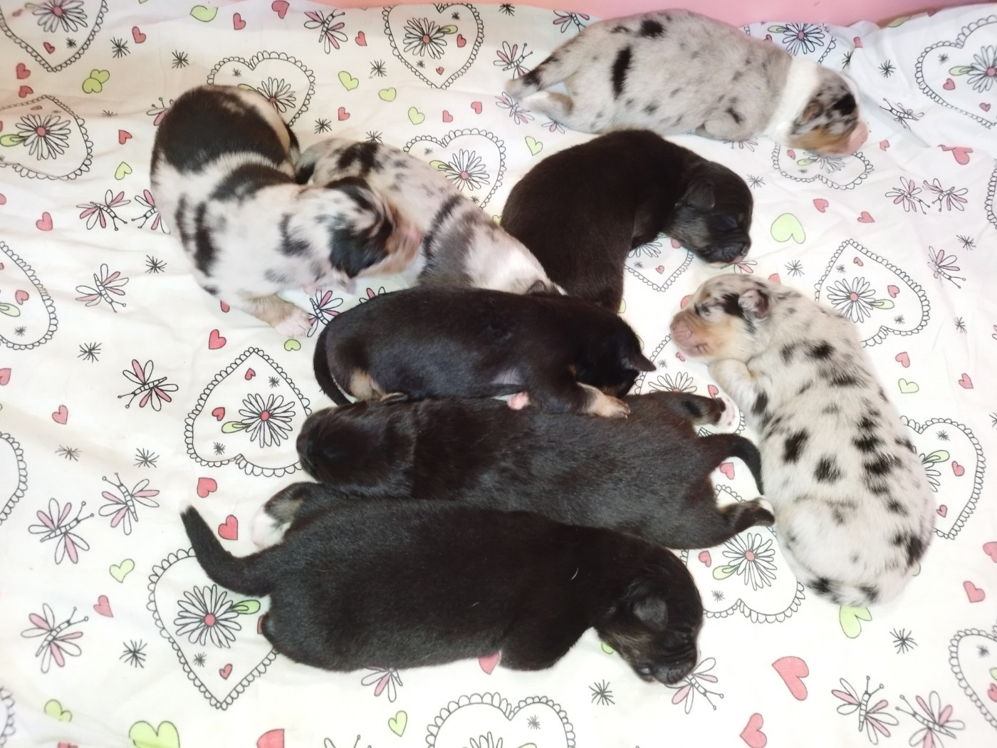 Chiot Berger Australien De L'Esprit Serrois