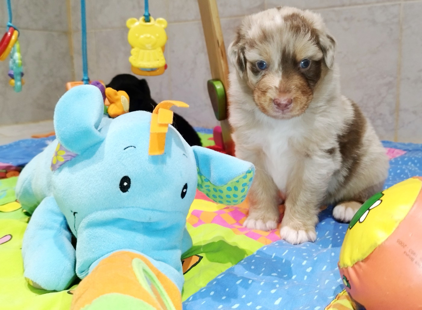 De L'Esprit Serrois - Chiots disponibles - Berger Australien
