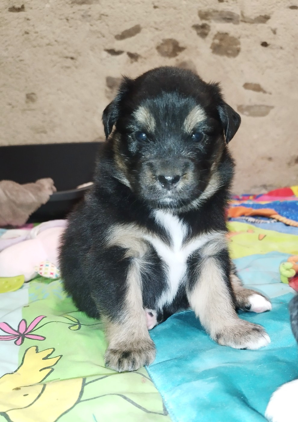 De L'Esprit Serrois - Chiots disponibles - Berger Australien