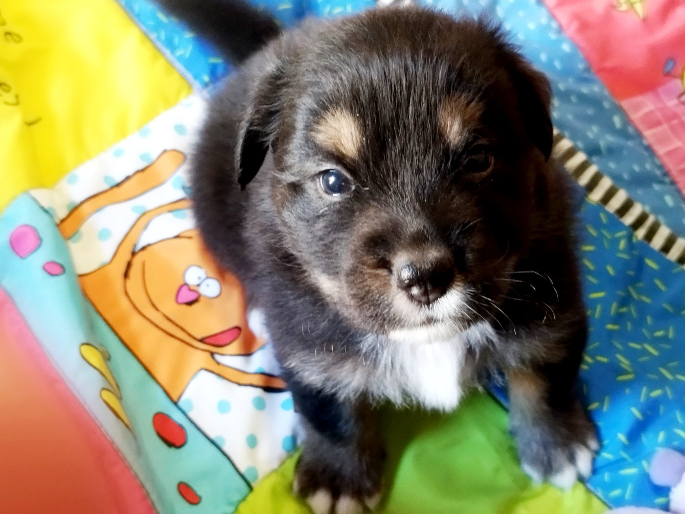 De L'Esprit Serrois - Chiots disponibles - Berger Australien