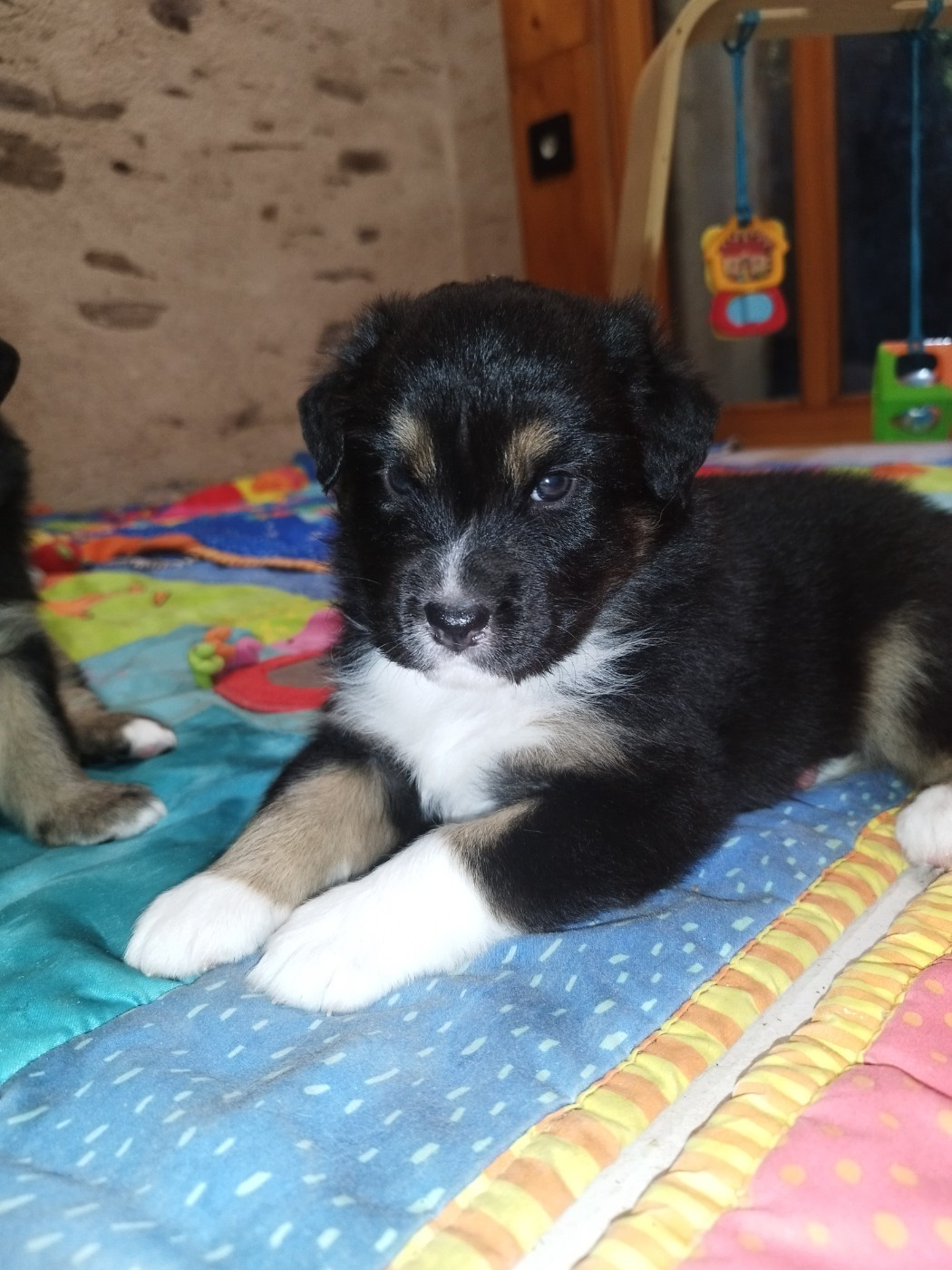 De L'Esprit Serrois - Chiots disponibles - Berger Australien