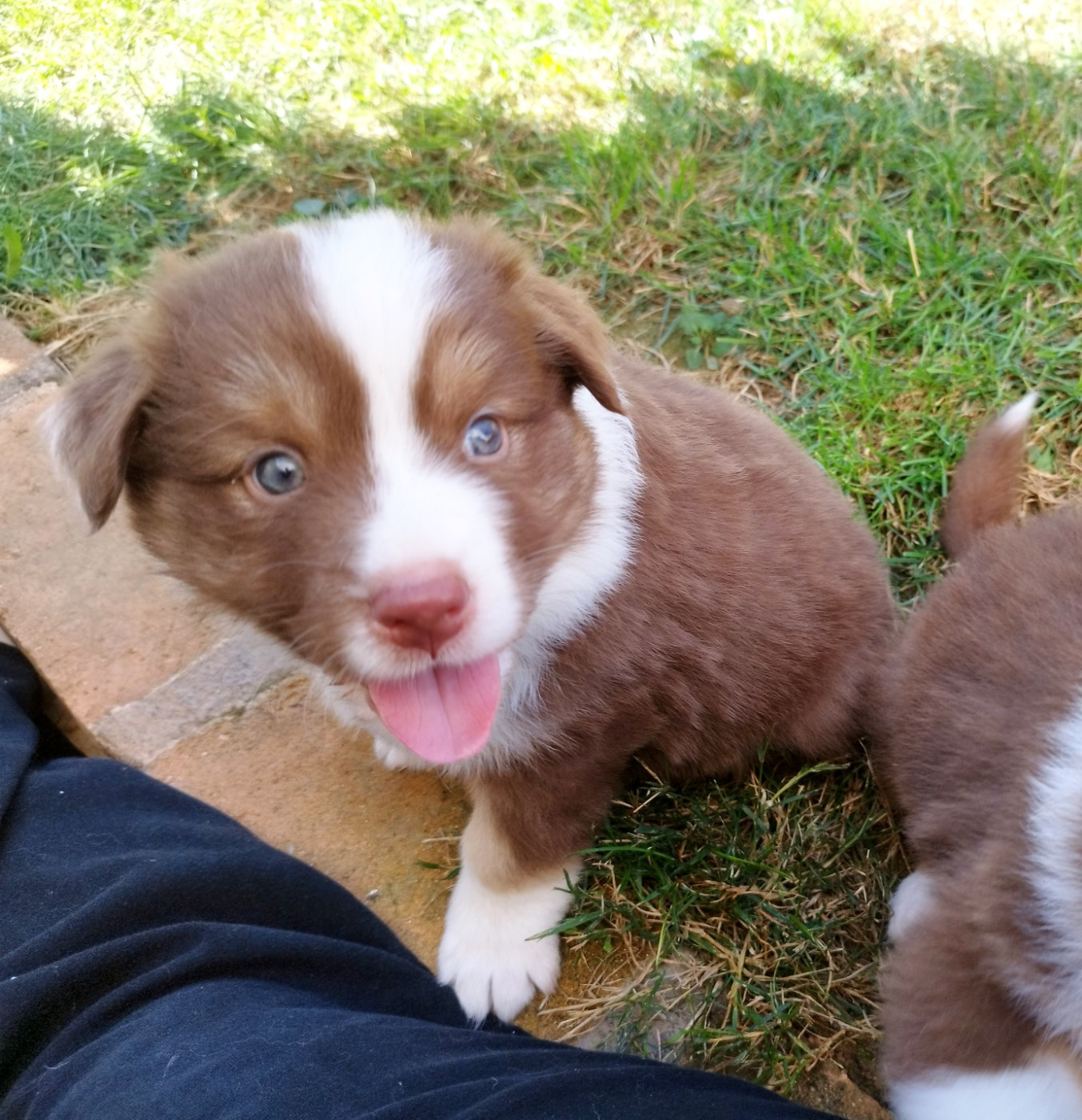 De L'Esprit Serrois - Chiots disponibles - Berger Australien