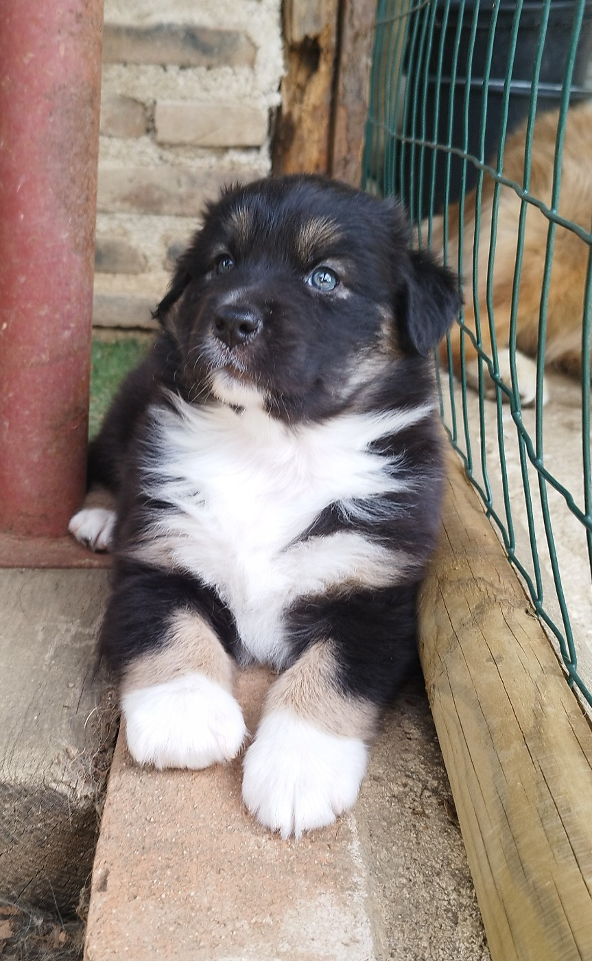 De L'Esprit Serrois - Chiots disponibles - Berger Australien