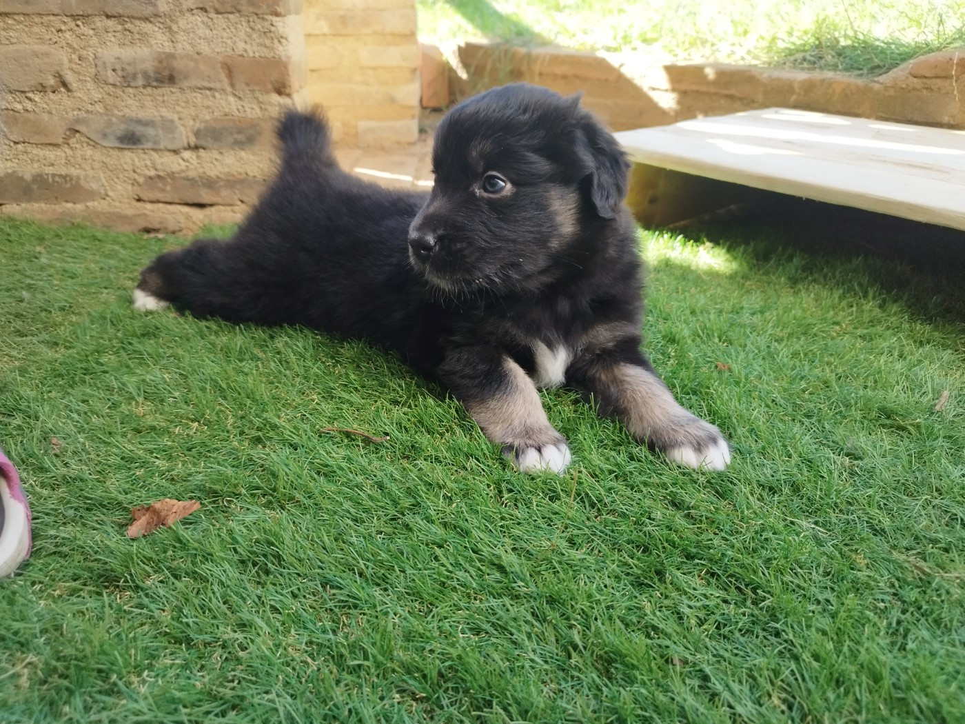 De L'Esprit Serrois - Chiots disponibles - Berger Australien