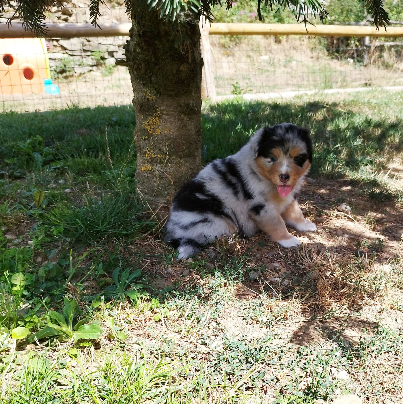De L'Esprit Serrois - Chiots disponibles - Berger Australien