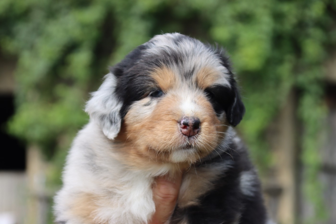 De L'Esprit Serrois - Chiots disponibles - Berger Australien
