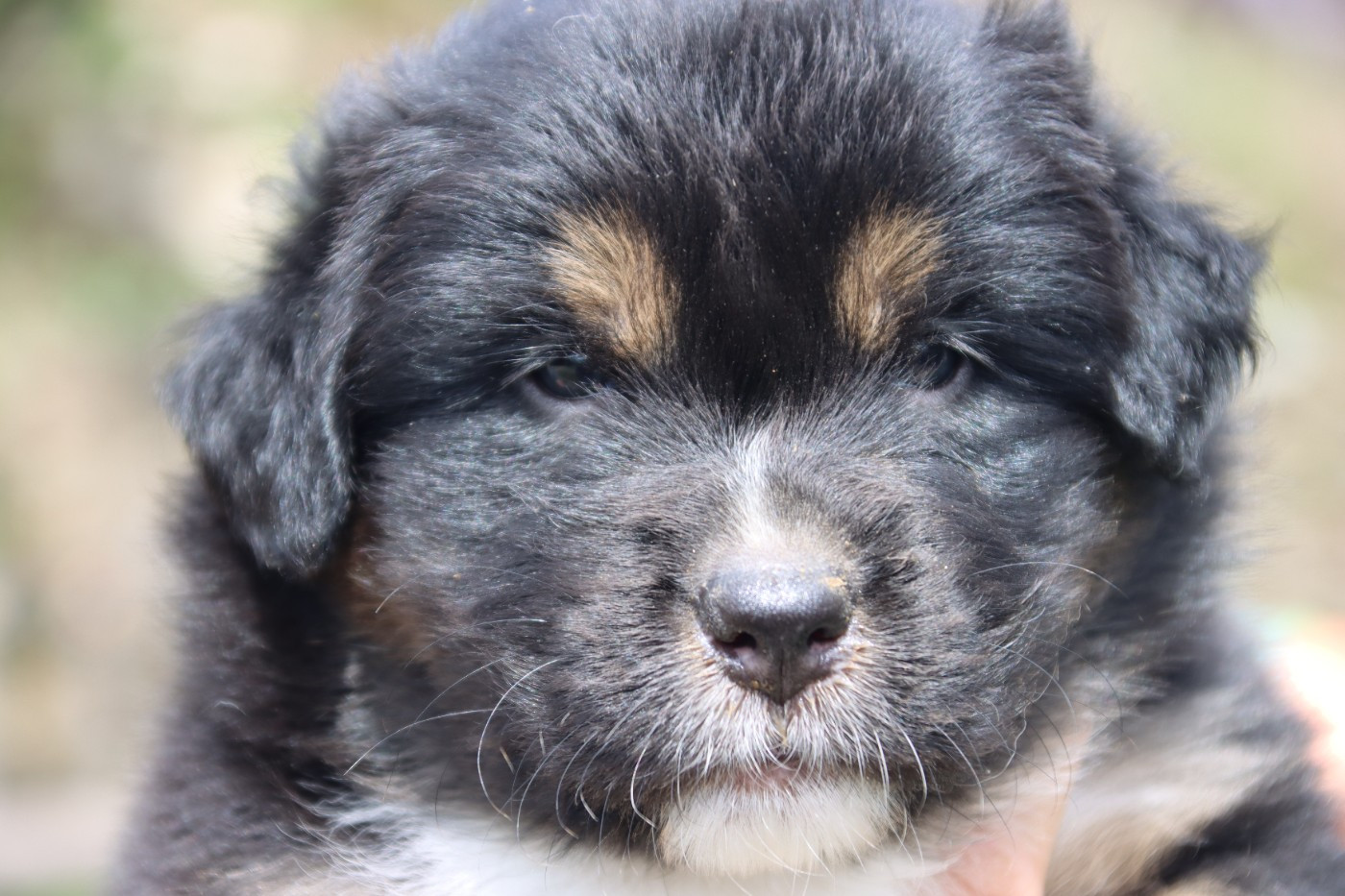De L'Esprit Serrois - Chiots disponibles - Berger Australien