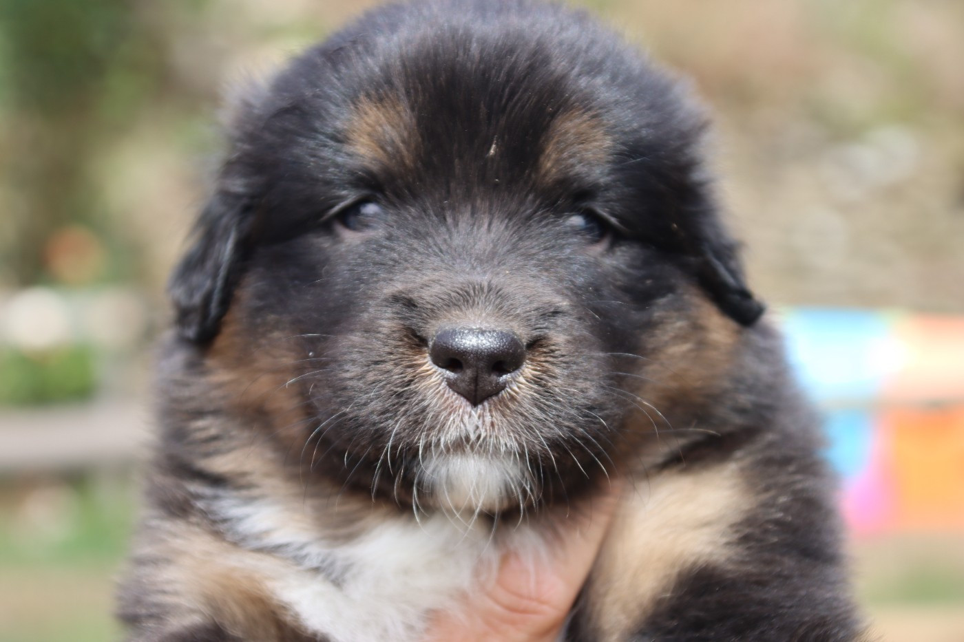 De L'Esprit Serrois - Chiots disponibles - Berger Australien