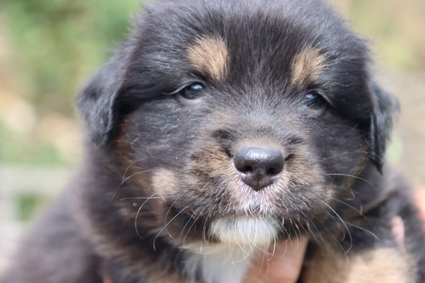 De L'Esprit Serrois - Chiots disponibles - Berger Australien