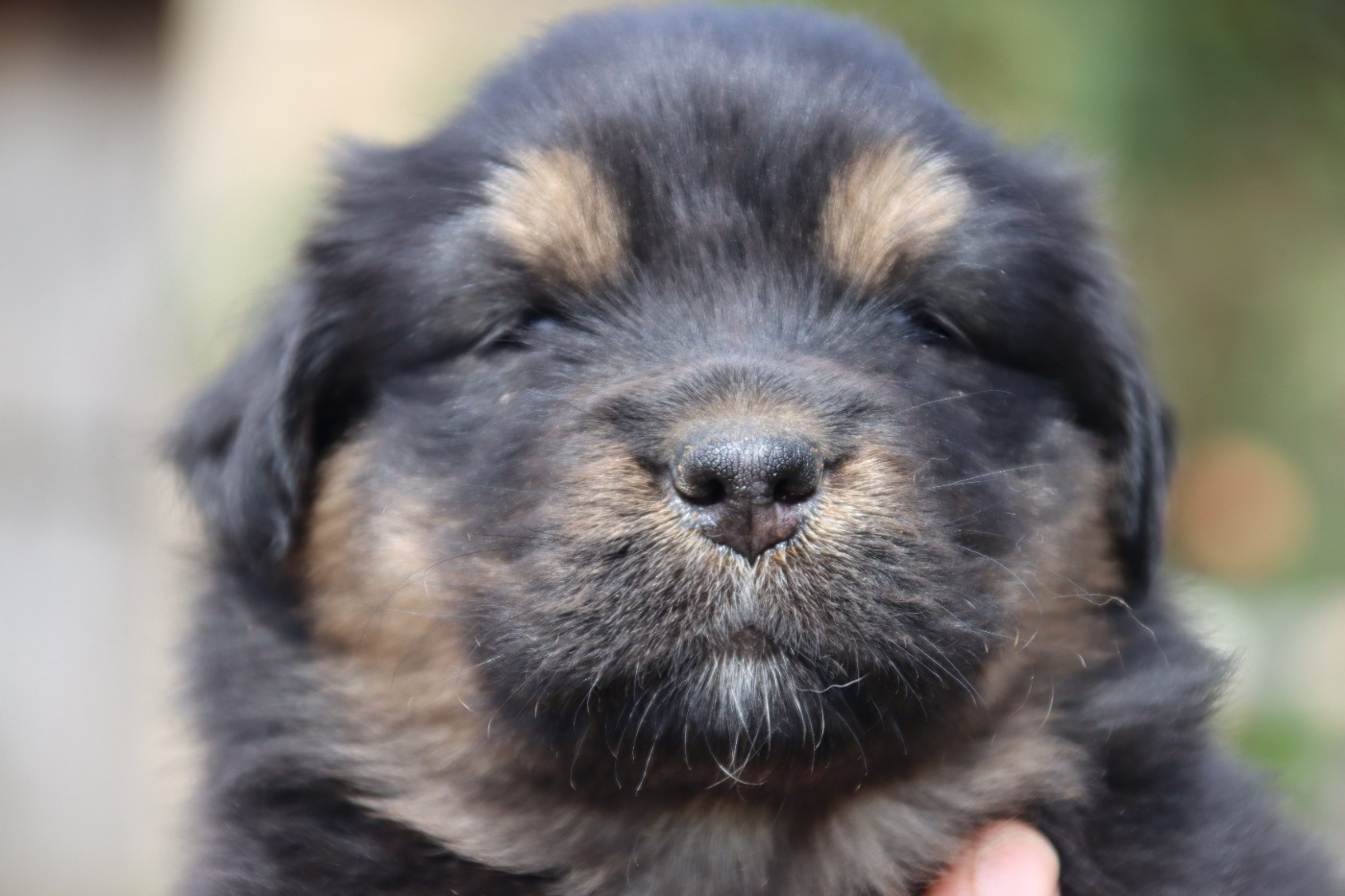 De L'Esprit Serrois - Chiots disponibles - Berger Australien