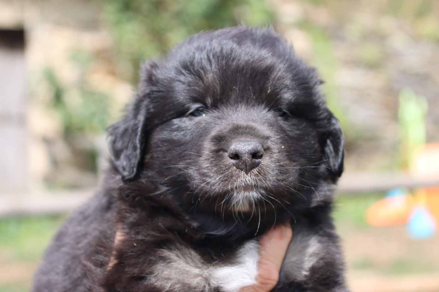 De L'Esprit Serrois - Chiots disponibles - Berger Australien