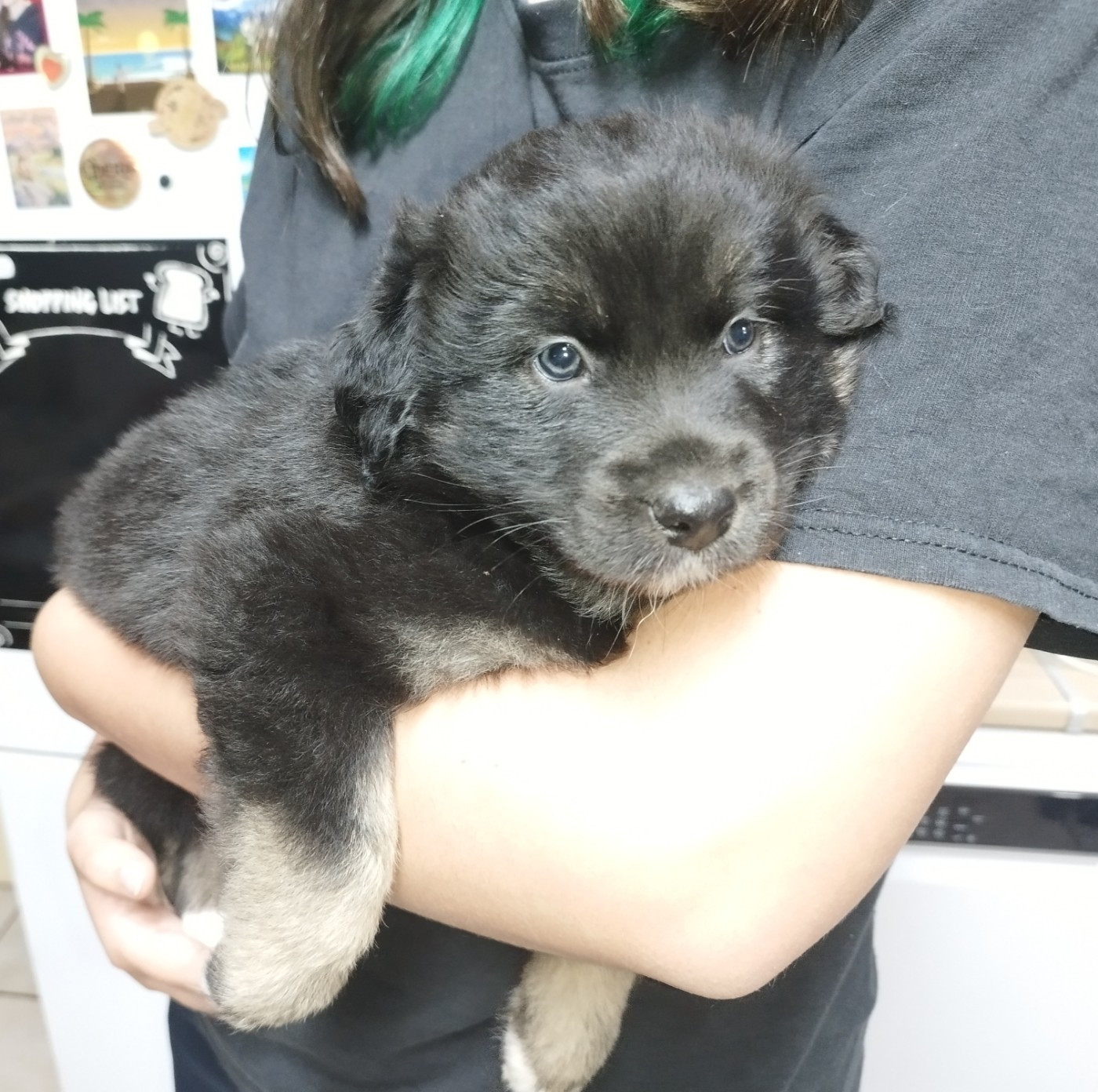 De L'Esprit Serrois - Chiots disponibles - Berger Australien