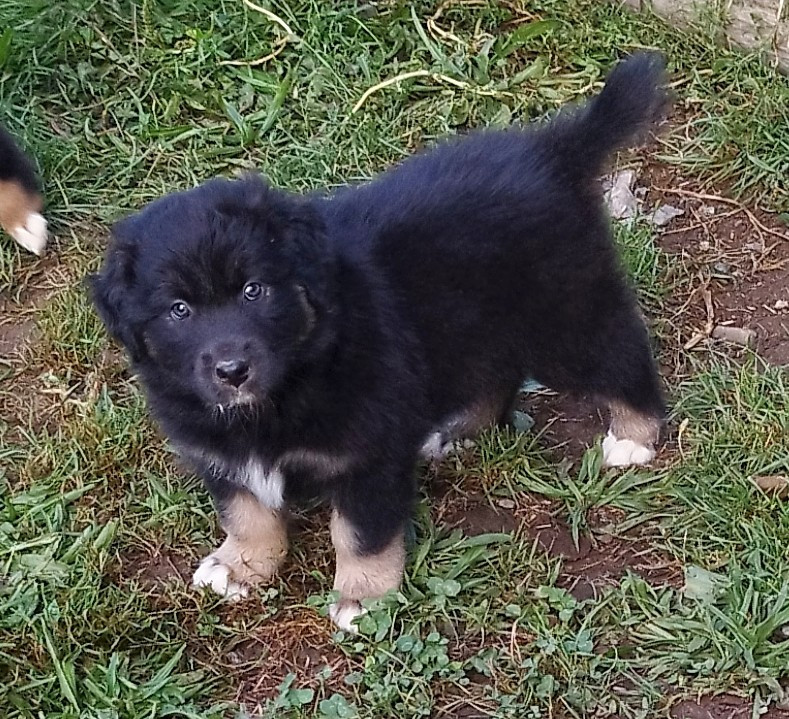 De L'Esprit Serrois - Chiots disponibles - Berger Australien