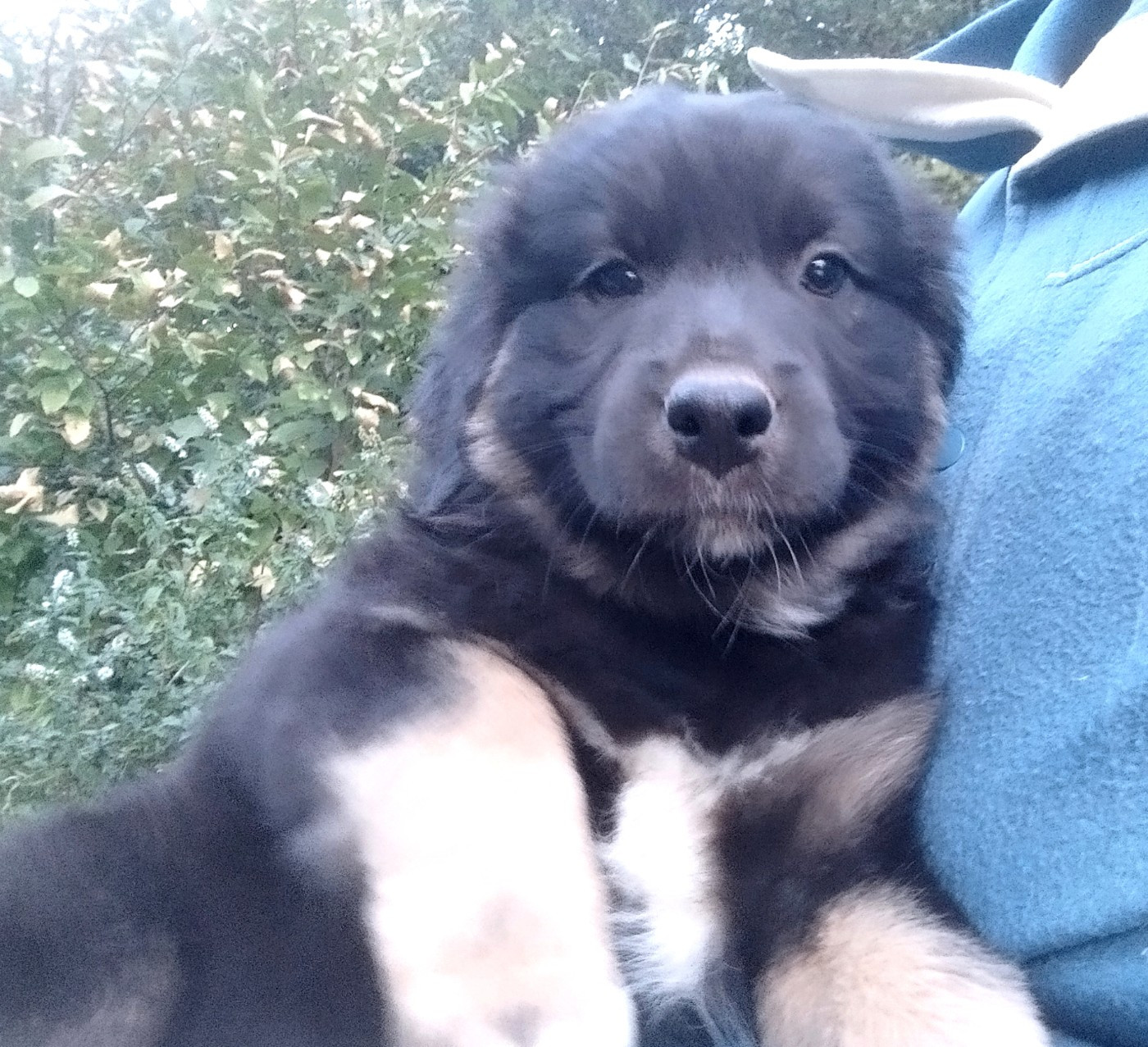 De L'Esprit Serrois - Chiots disponibles - Berger Australien