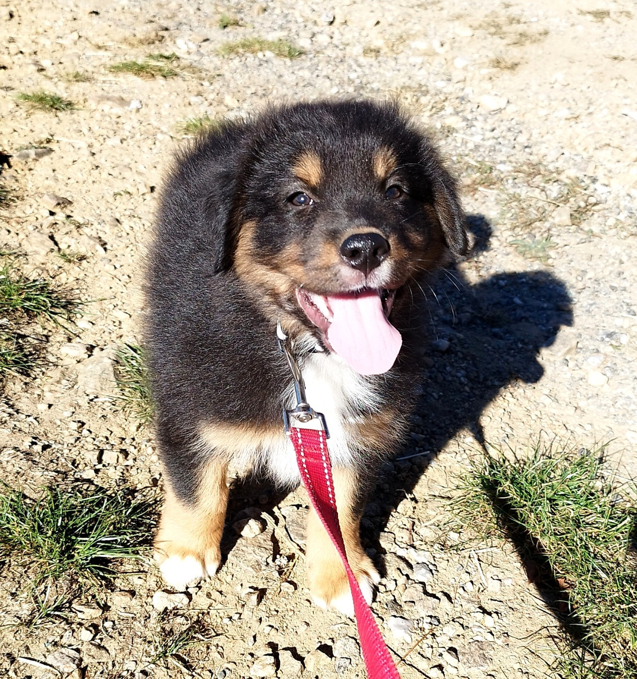 De L'Esprit Serrois - Chiots disponibles - Berger Australien