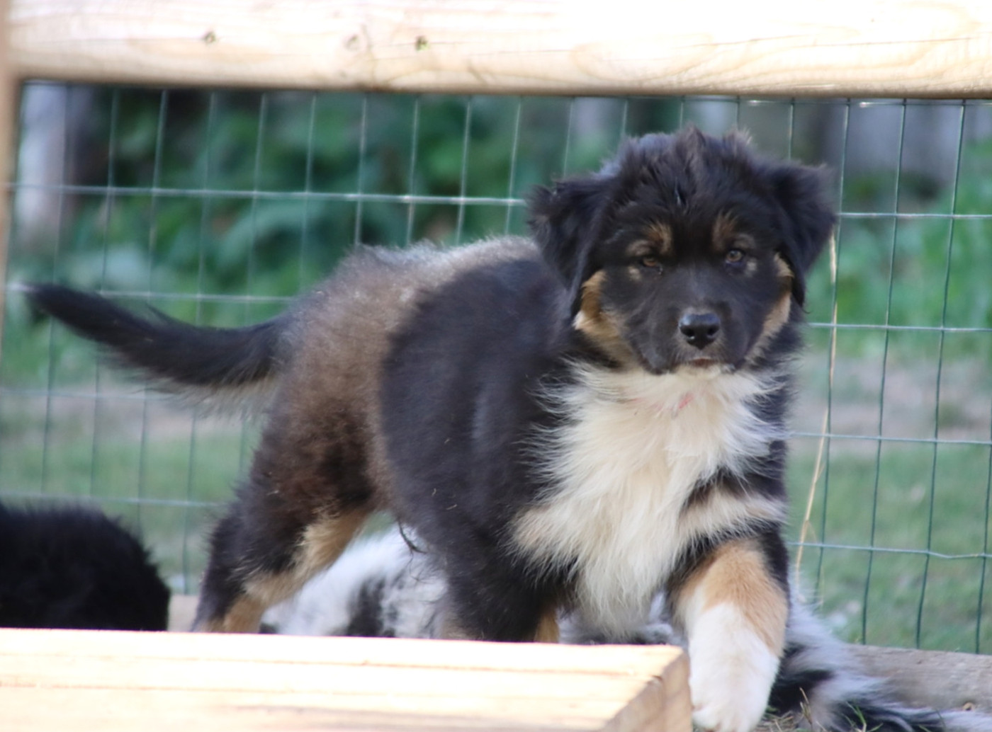 De L'Esprit Serrois - Chiots disponibles - Berger Australien