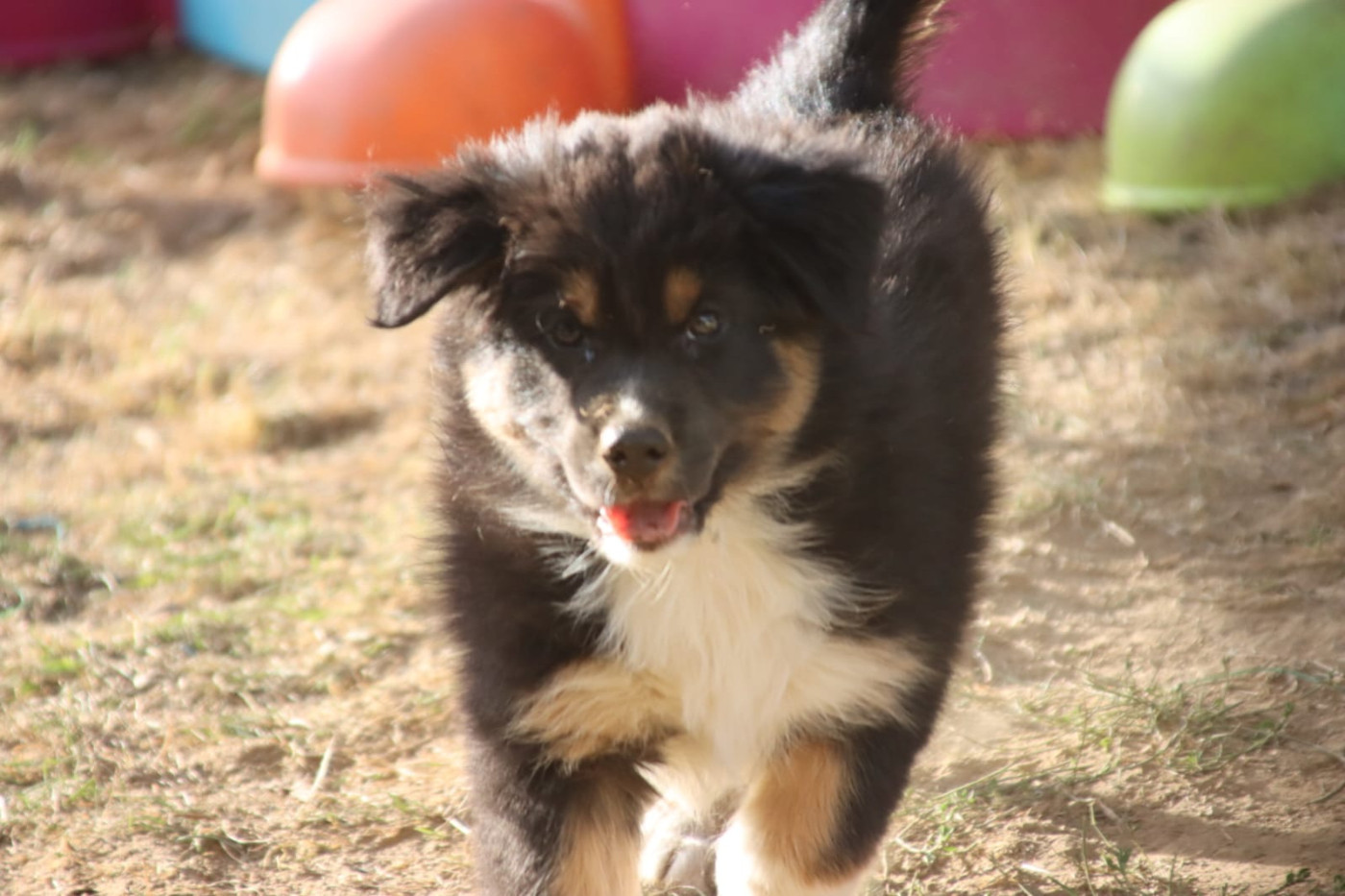 De L'Esprit Serrois - Chiots disponibles - Berger Australien