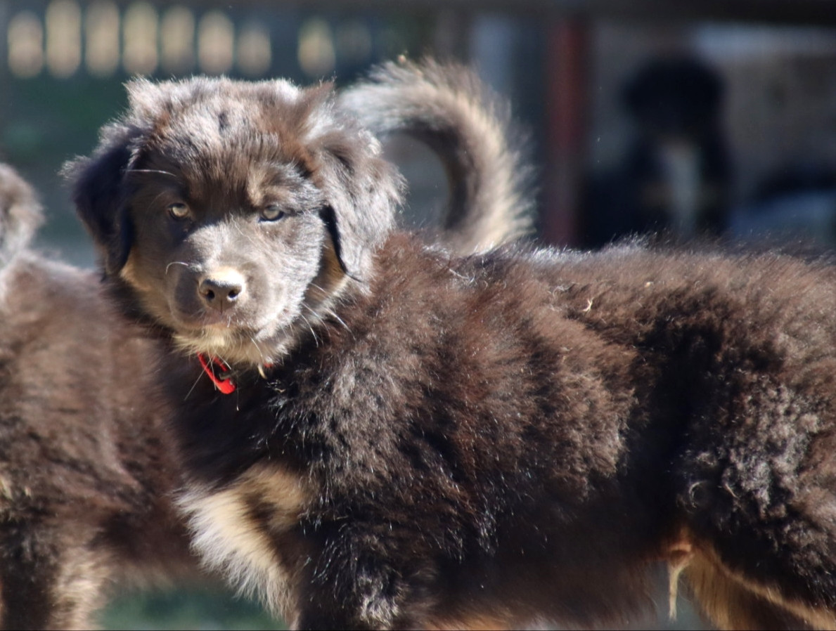 De L'Esprit Serrois - Chiots disponibles - Berger Australien