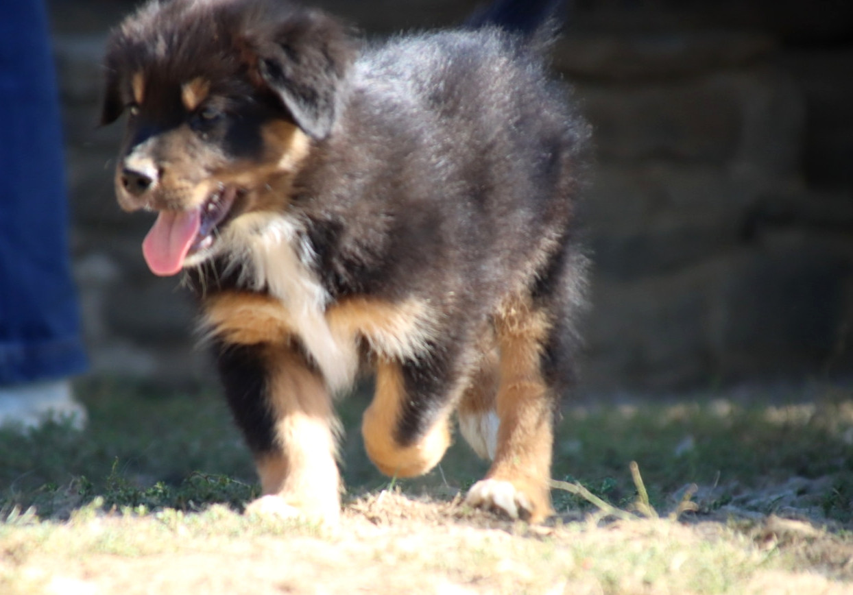 De L'Esprit Serrois - Chiots disponibles - Berger Australien