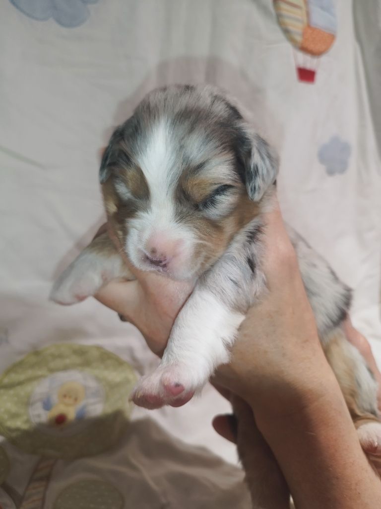De L'Esprit Serrois - Chiots disponibles - Berger Australien