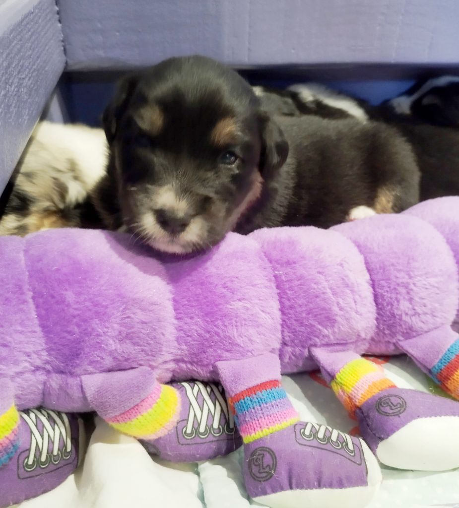 De L'Esprit Serrois - Chiots disponibles - Berger Australien