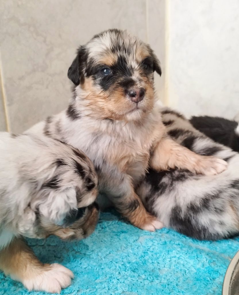De L'Esprit Serrois - Chiots disponibles - Berger Australien