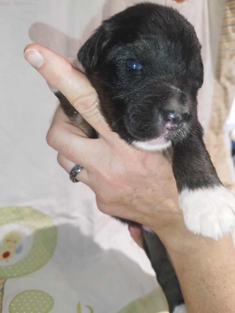 De L'Esprit Serrois - Chiots disponibles - Berger Australien