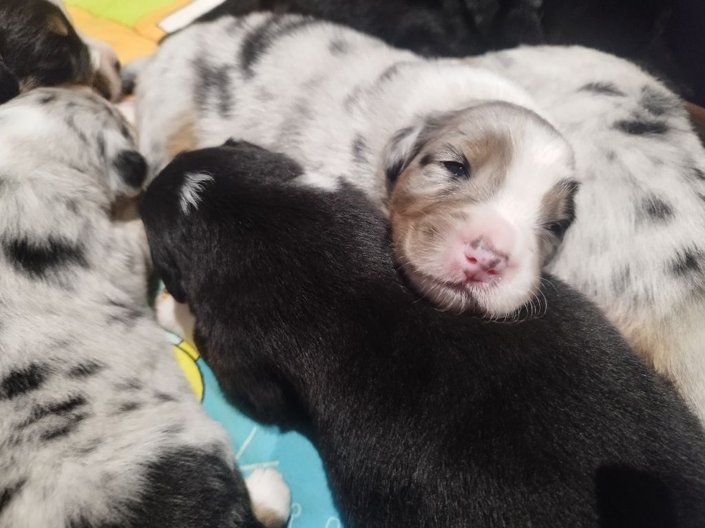 De L'Esprit Serrois - Chiots disponibles - Berger Australien