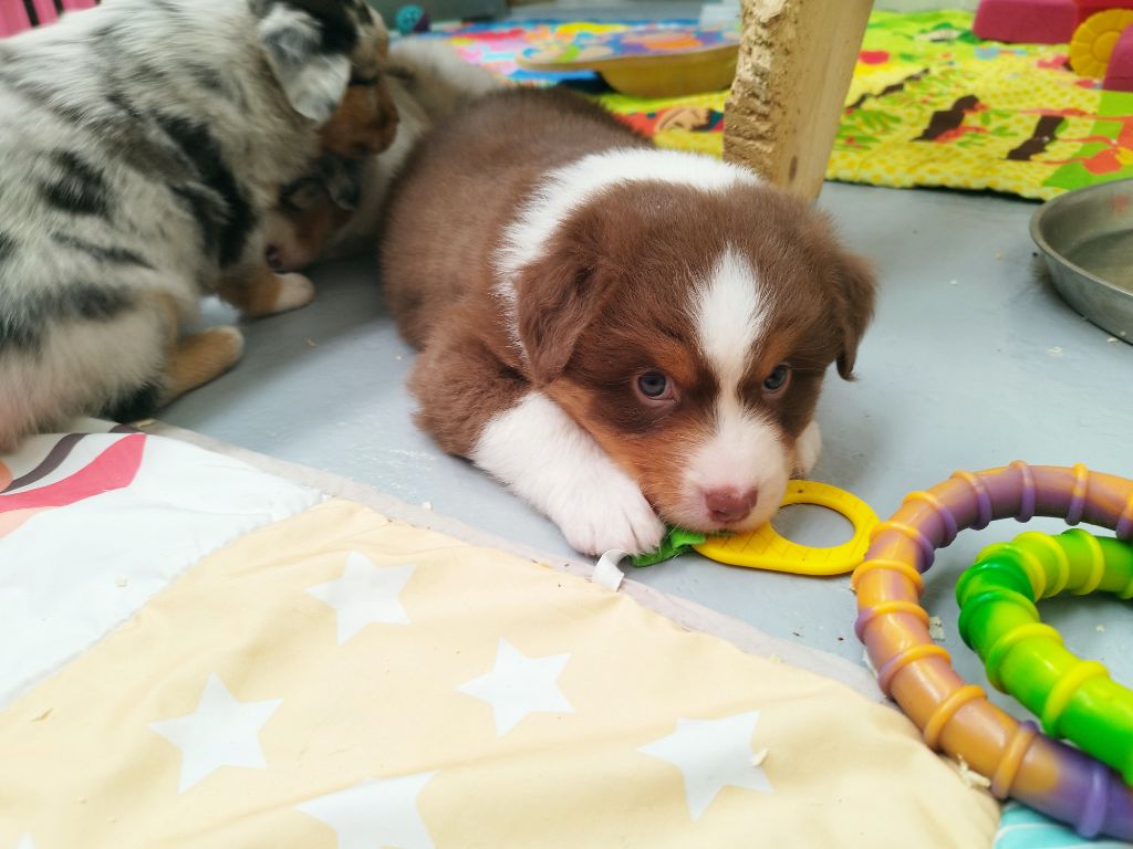 De L'Esprit Serrois - Chiots disponibles - Berger Australien