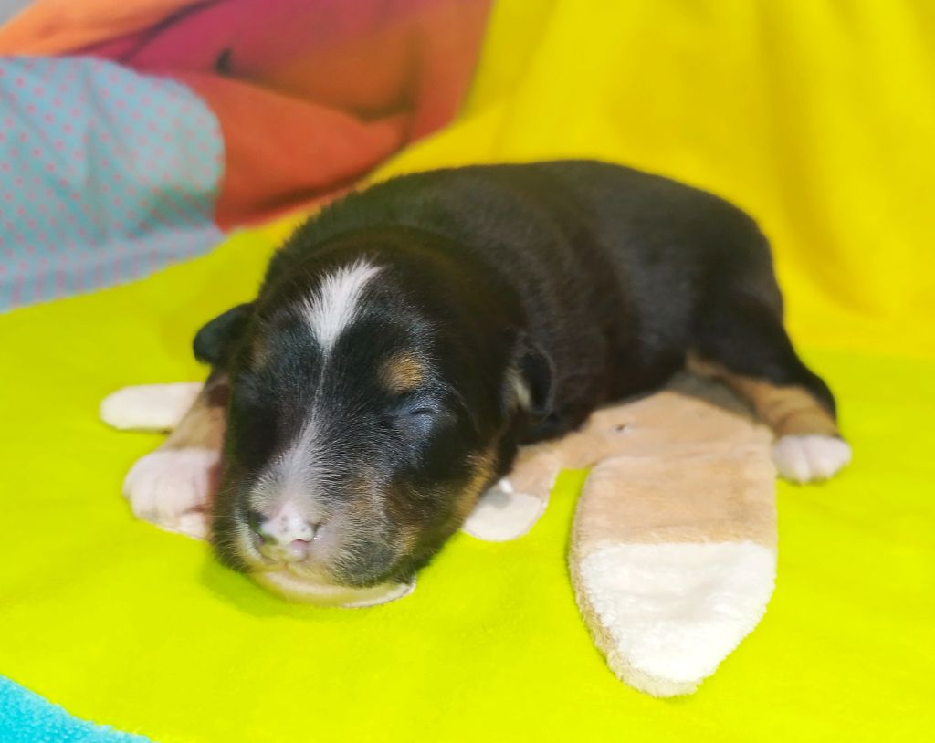 De L'Esprit Serrois - Chiots disponibles - Berger Australien