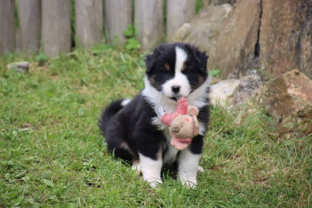 De L'Esprit Serrois - Chiots disponibles - Berger Australien