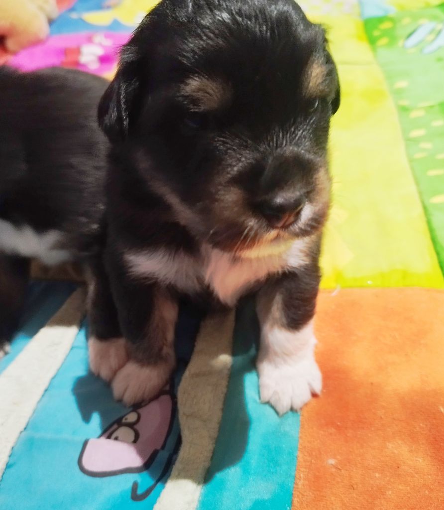 De L'Esprit Serrois - Chiots disponibles - Berger Australien