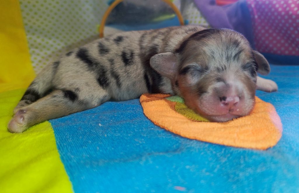 De L'Esprit Serrois - Chiots disponibles - Berger Australien