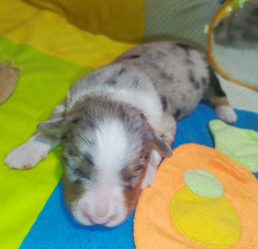 De L'Esprit Serrois - Chiots disponibles - Berger Australien