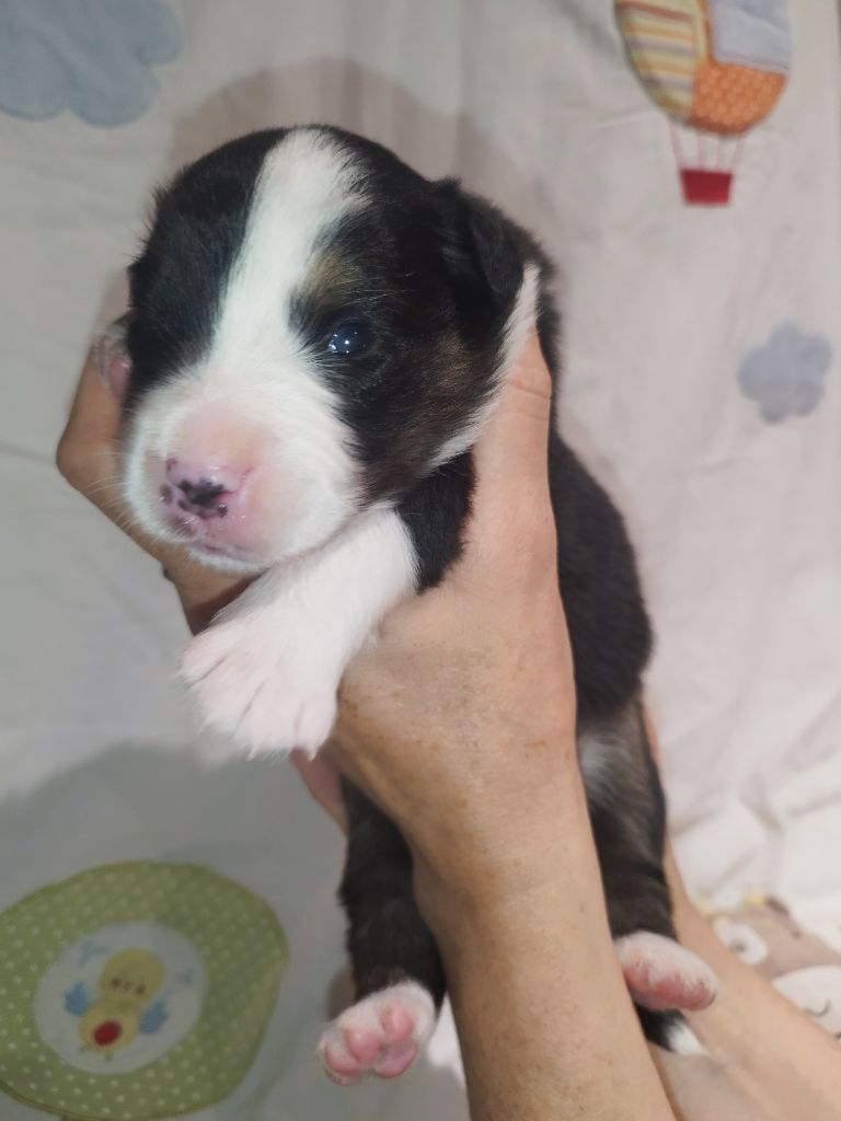 De L'Esprit Serrois - Chiots disponibles - Berger Australien