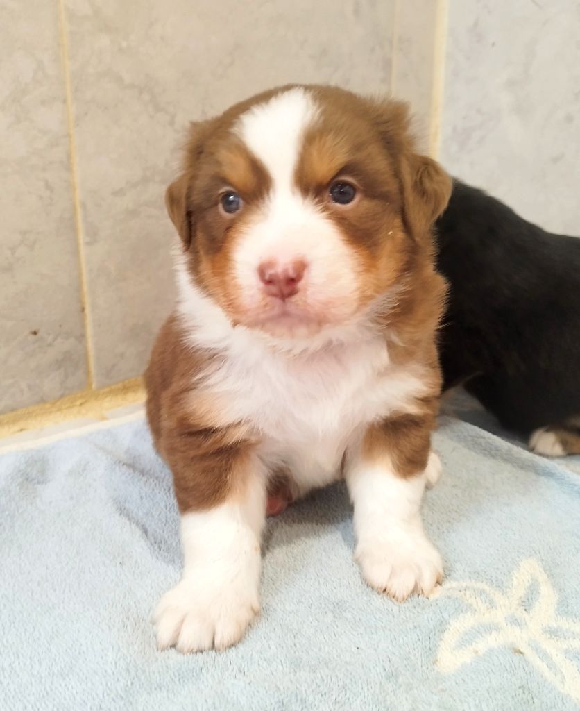 De L'Esprit Serrois - Chiots disponibles - Berger Australien