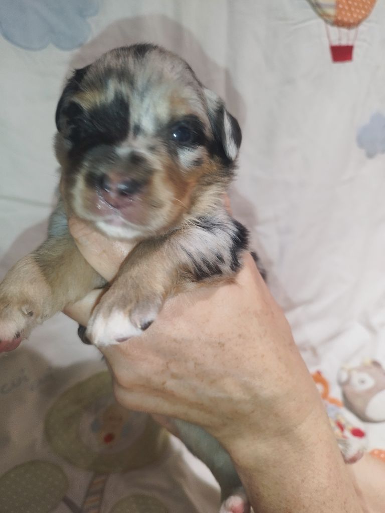 De L'Esprit Serrois - Chiots disponibles - Berger Australien