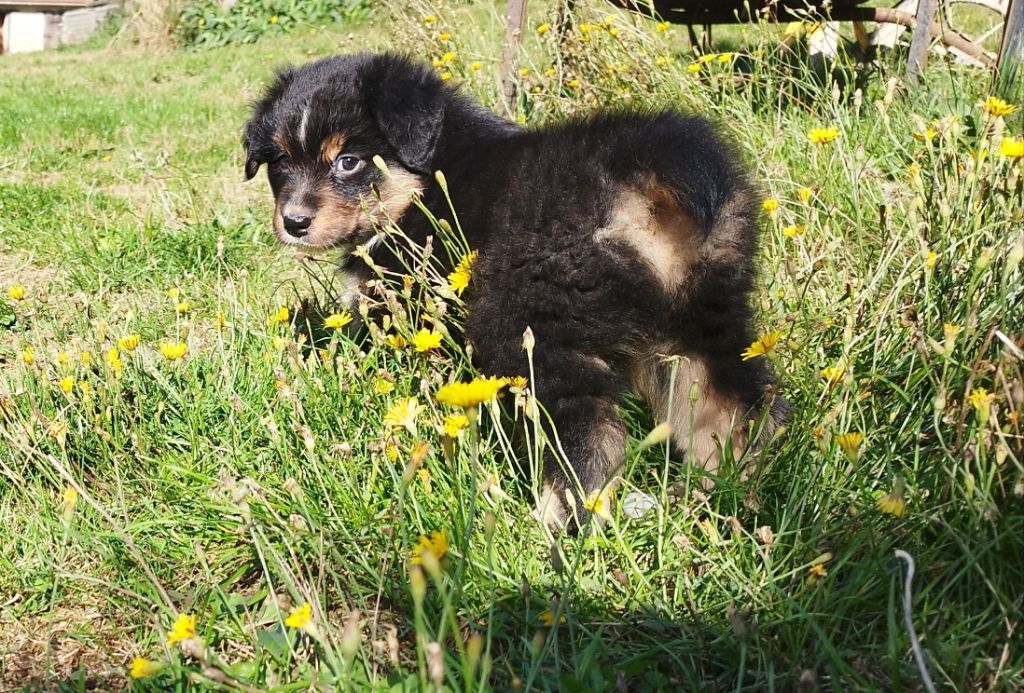 De L'Esprit Serrois - Chiots disponibles - Berger Australien